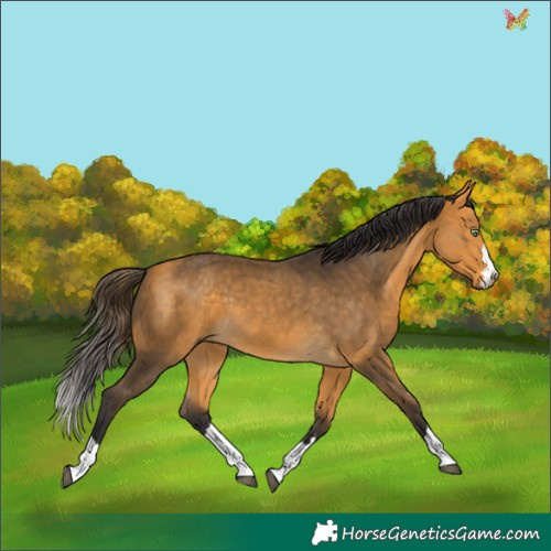 Horse Color:Buckskin