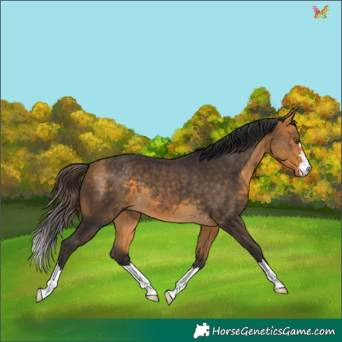 Horse Color:Buckskin 
