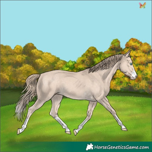 Horse Color:Perlino