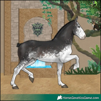 Horse Color:White Spotted Brown