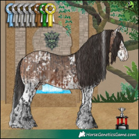 Horse Color:White Spotted Brown Appaloosa  and White Spotted Sable Champagne 