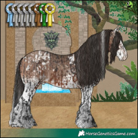 Horse Color:White Spotted Brown Appaloosa  and White Spotted Sable Champagne 