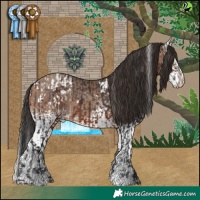Horse Color:White Spotted Brown Appaloosa  and White Spotted Sable Champagne 