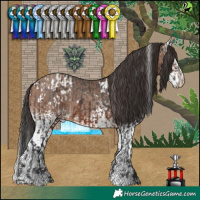 Horse Color:White Spotted Brown Appaloosa and White Spotted Sable Champagne