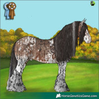 Horse Color:White Spotted Brown Appaloosa  and White Spotted Sable Champagne 