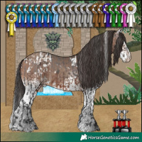 Horse Color:White Spotted Brown Appaloosa  and White Spotted Sable Champagne 
