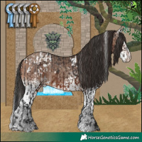 Horse Color:White Spotted Brown Appaloosa  and White Spotted Sable Champagne 