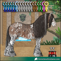 Horse Color:White Spotted Brown Appaloosa  and White Spotted Sable Champagne 
