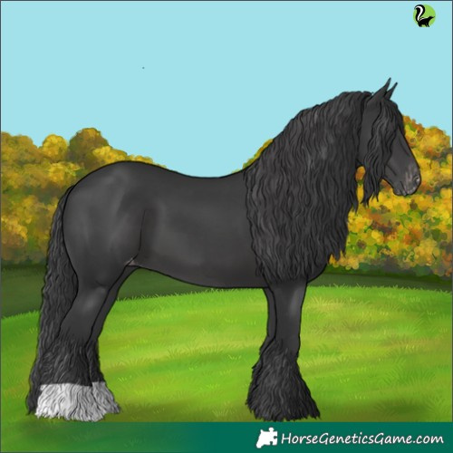 Horse Color:Black Appaloosa 