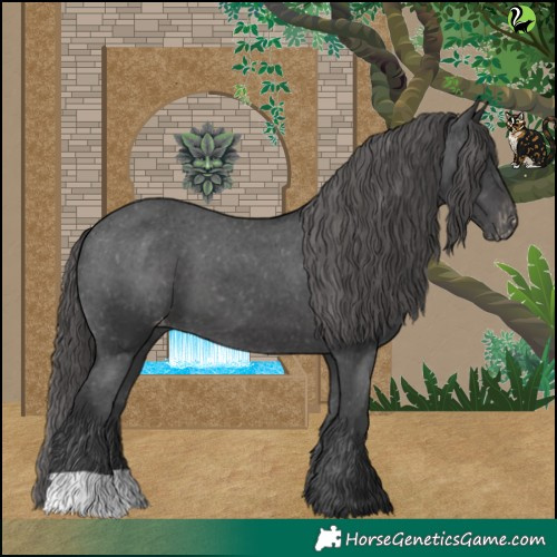 Horse Color:Black Appaloosa 