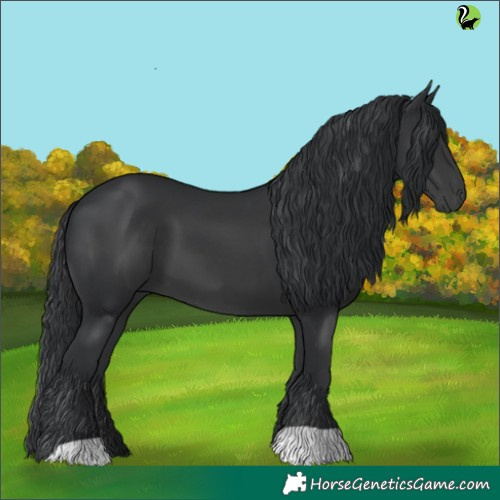 Horse Color:Black 