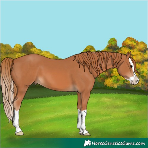 Horse Color:Chestnut Splash 