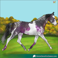 Horse Color:White Spotted Brown Splash Tobiano 