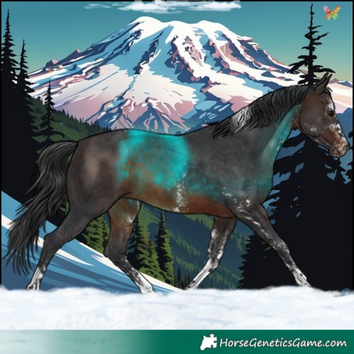 Horse Color:White Spotted Brown Tobiano