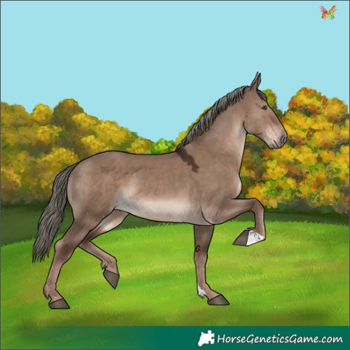 Horse Color:Liver Red Dun Mushroom