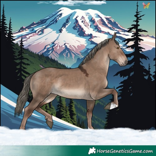 Horse Color:Liver Red Dun Mushroom 