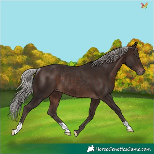 Horse Color:Silver Brown Mushroom Rabicano 