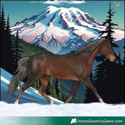 Horse Color:Liver Chestnut Mushroom 