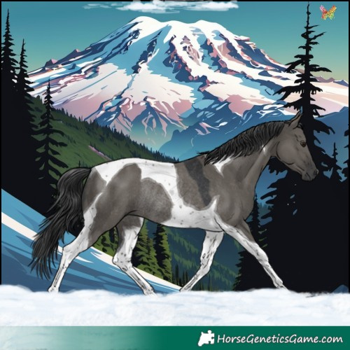 Horse Color:Grullo Mushroom Tobiano Rabicano 