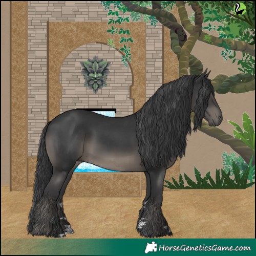 Horse Color:Black 