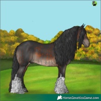 Horse Color:Brown Tobiano Rabicano and Black Tobiano Rabicano