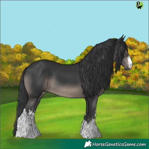 Horse Color:White Spotted Black 