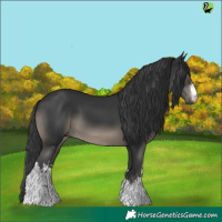 Horse Color:White Spotted Black