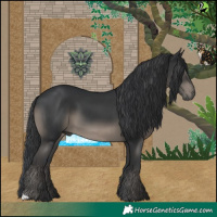 Horse Color:Black 