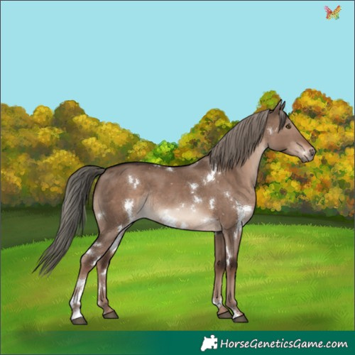 Horse Color:White Spotted Liver Red Dun Mushroom Rabicano