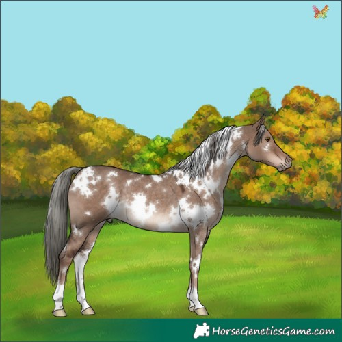 Horse Color:White Spotted Liver Red Dun Mushroom Rabicano