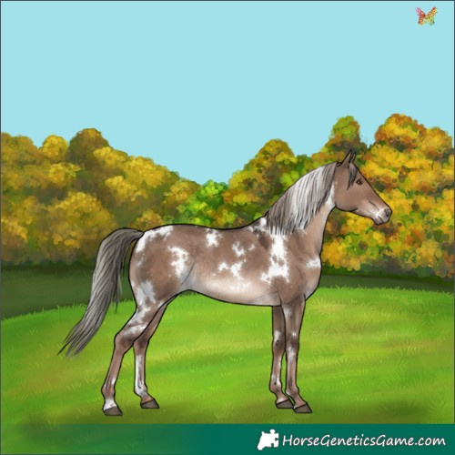 Horse Color:White Spotted Liver Red Dun Mushroom Rabicano 
