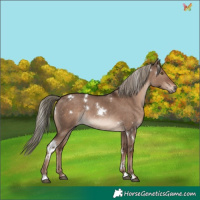 Horse Color:White Spotted Liver Red Dun Mushroom Rabicano