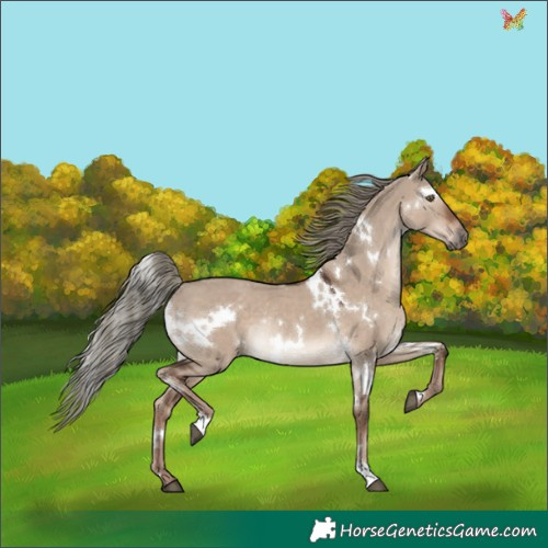Horse Color:White Spotted Liver Red Dun Mushroom Rabicano 