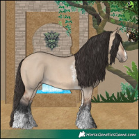 Horse Color:Bay Dun Sabino 