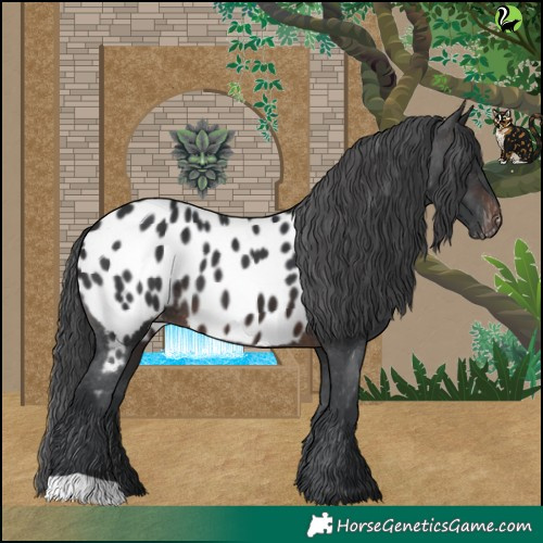 Horse Color:Brown Appaloosa 