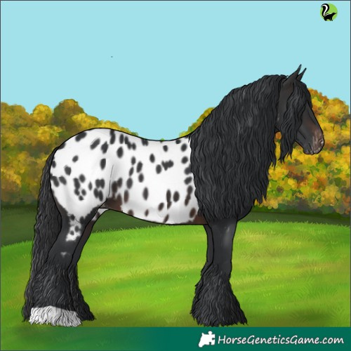 Horse Color:Brown Appaloosa 