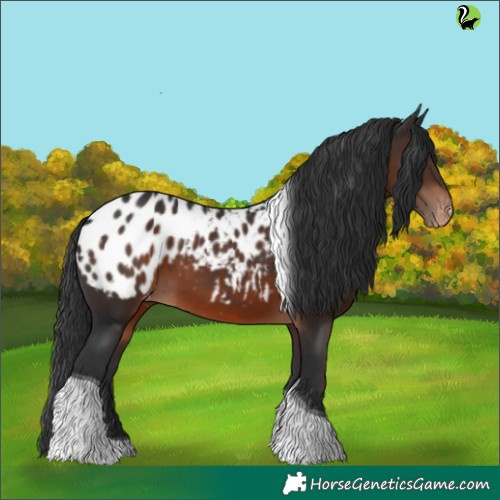 Horse Color:Brown Tobiano Appaloosa