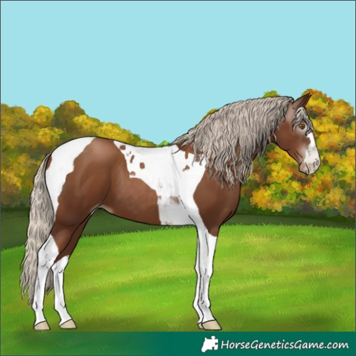 Horse Color:Gray Silver Black Pearl Tobiano
