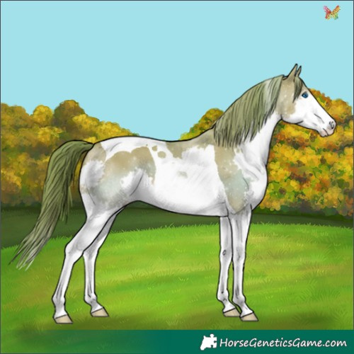 Horse Color:Watercolor Liver Red Dun Splash Tobiano 