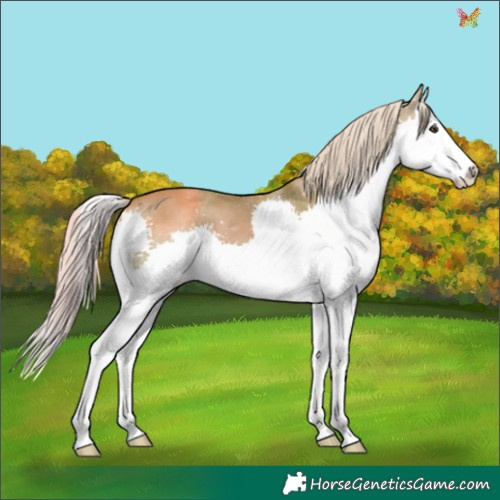 Horse Color:Watercolor Chocolate Palomino Dun Splash 