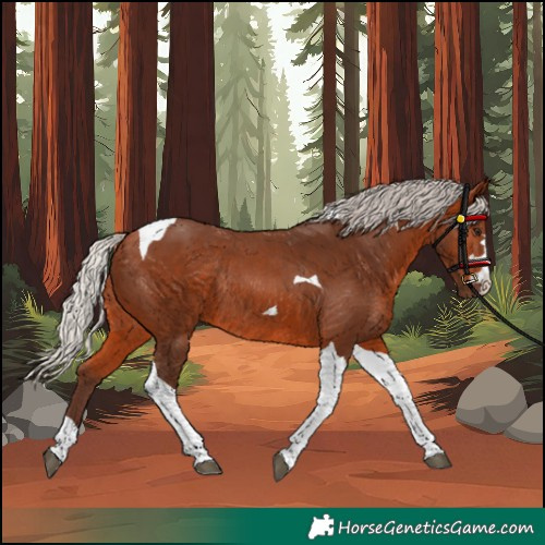Horse Color:Silver Bay Tobiano Rabicano 