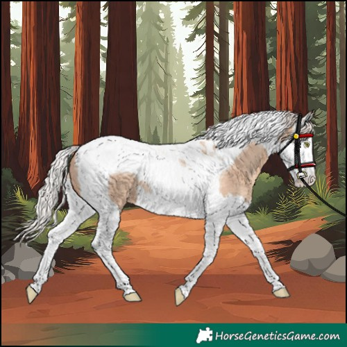 Horse Color:Silver Sable Champagne Dun Splash Tobiano Rabicano 