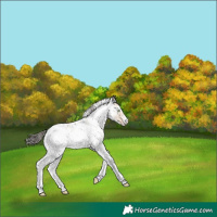 Horse Color:White Spotted Sable Champagne Dun Rabicano