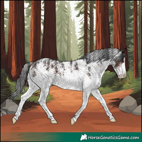 Horse Color:White Spotted Brown 