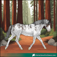 Horse Color:White Spotted Brown