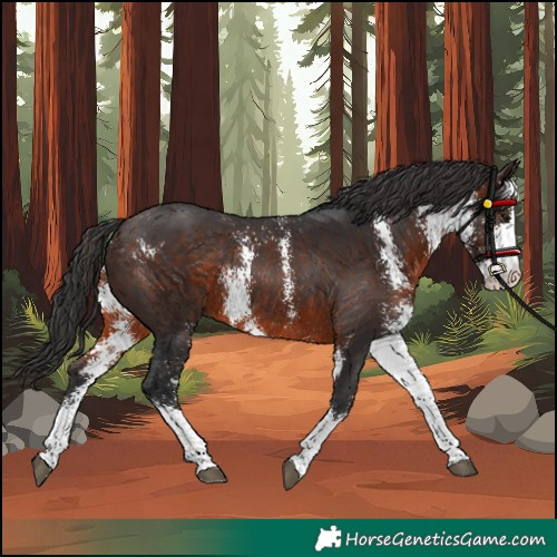 Horse Color:Brown Sabino Rabicano 