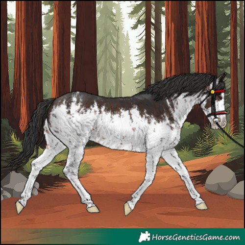 Horse Color:White Spotted Brown 