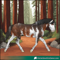 Horse Color:Bay Sabino 