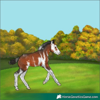 Horse Color:Bay Sabino