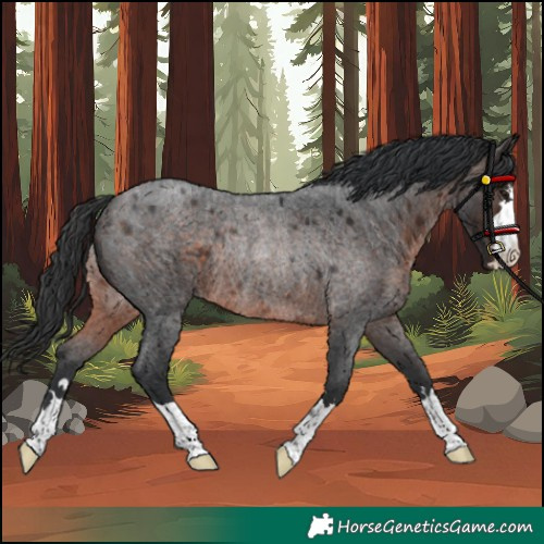 Horse Color:Brown Roan Rabicano 
